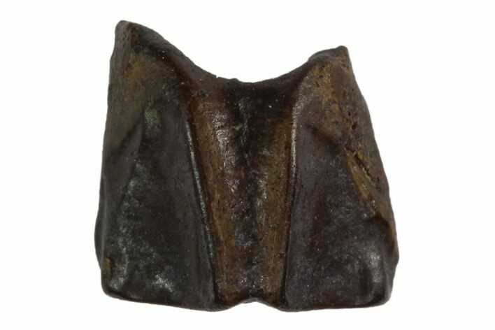 Fossil Hadrosaur (Edmontosaurus) Shed Tooth- Montana #128667